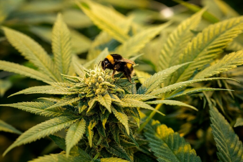 The Ultimate Cannabis Flower Guide The Ultimate Cannabis Flower Guide