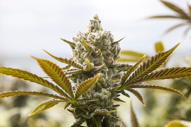 Weed concentrates guide Weed concentrates guide