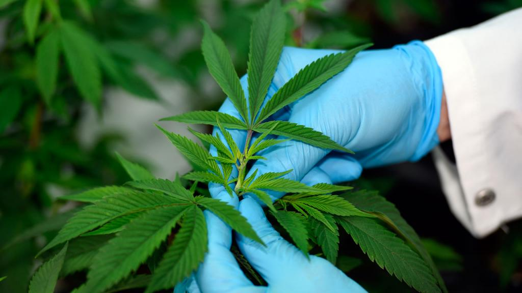 Cannabis in America Cannabis in America