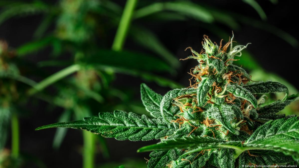 Cannabis Drinkables Cannabis Drinkables