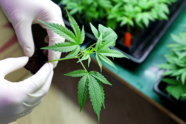 CBD vs. THC: Differences, benefits, and effects