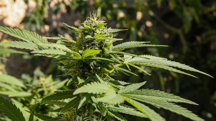 White Diamonds Marijuana Strain Review