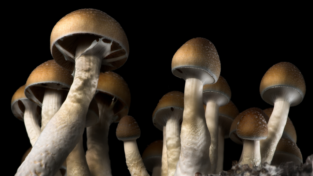 Psilocybin pros and cons Psilocybin pros and cons