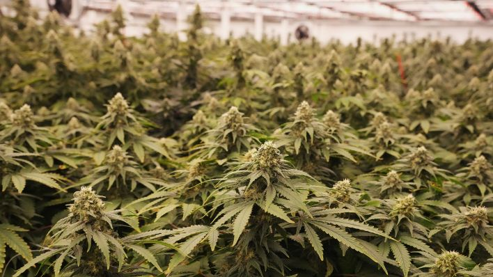 What are the pros and cons of cannabis flower?