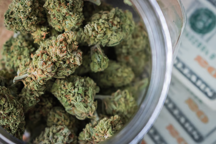Blue Cheese strain review Blue Cheese strain review